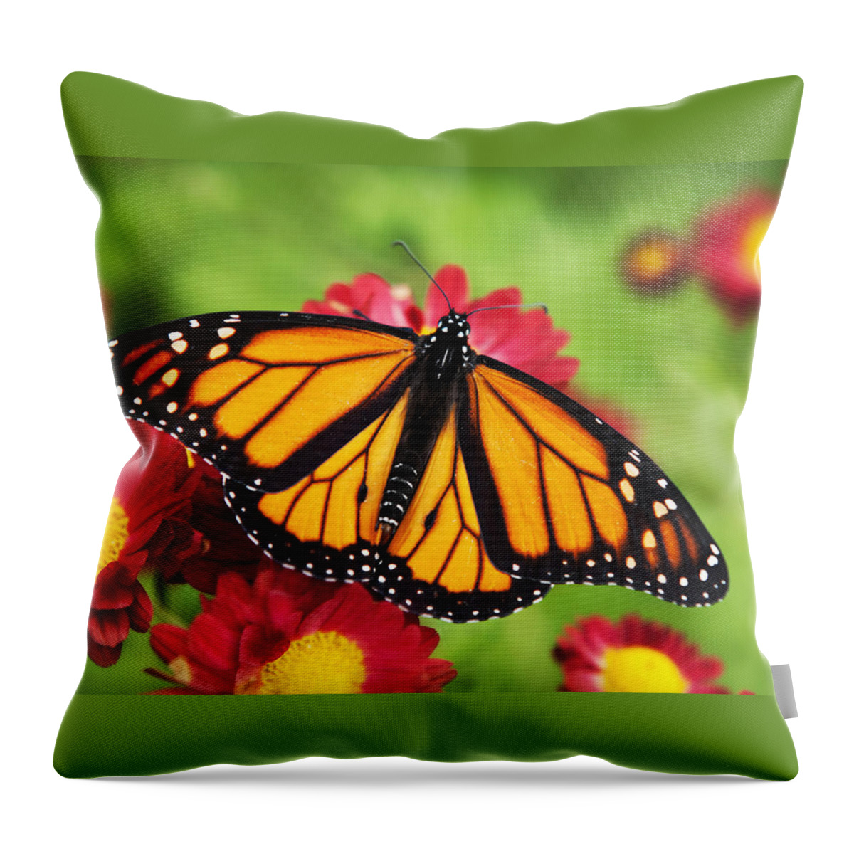 Monarch Butterfly Throw Pillow featuring the photograph Monarch Butterfly on Red Mums by Christina Rollo