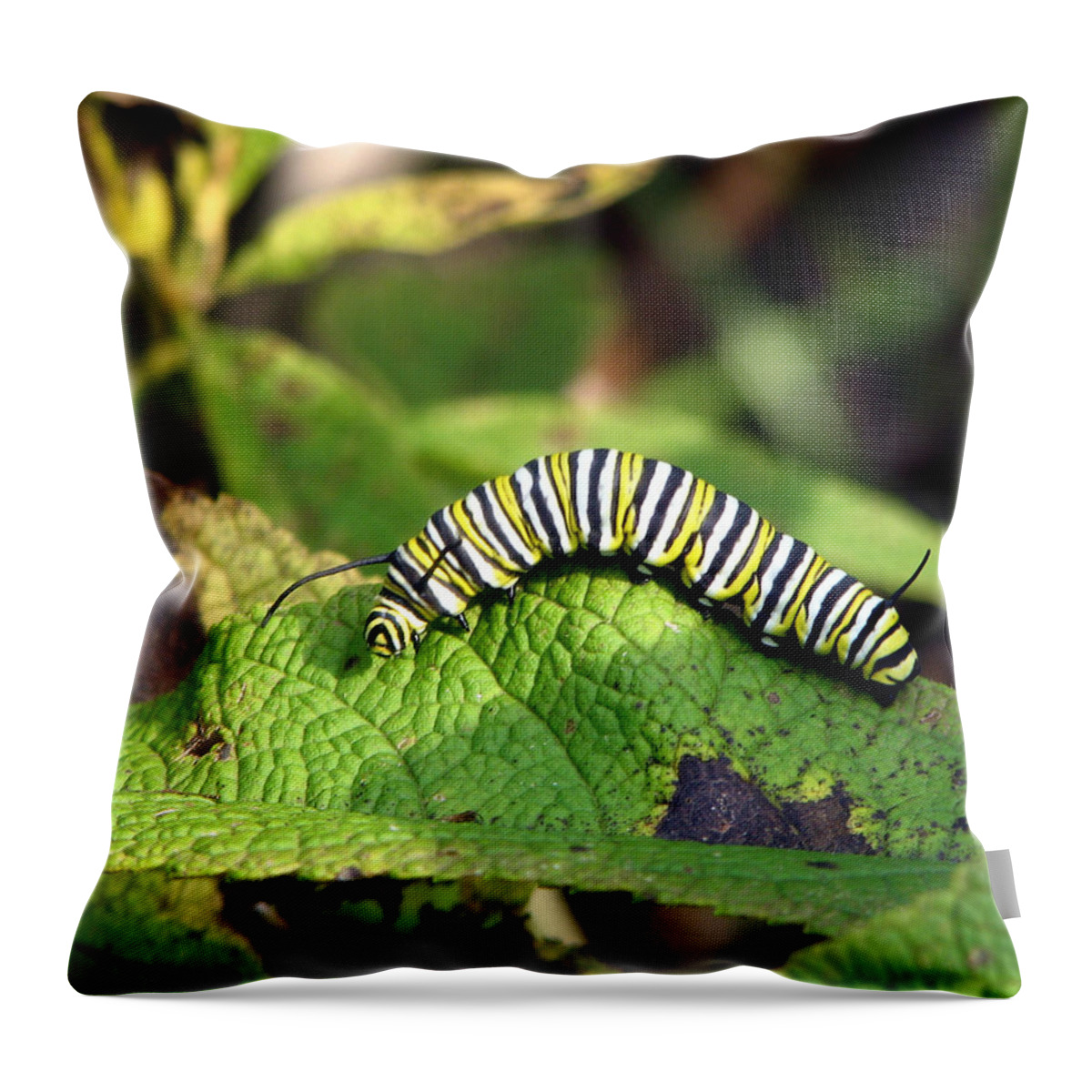 Monarch Throw Pillow featuring the photograph Monarch Caterpillar by George Jones
