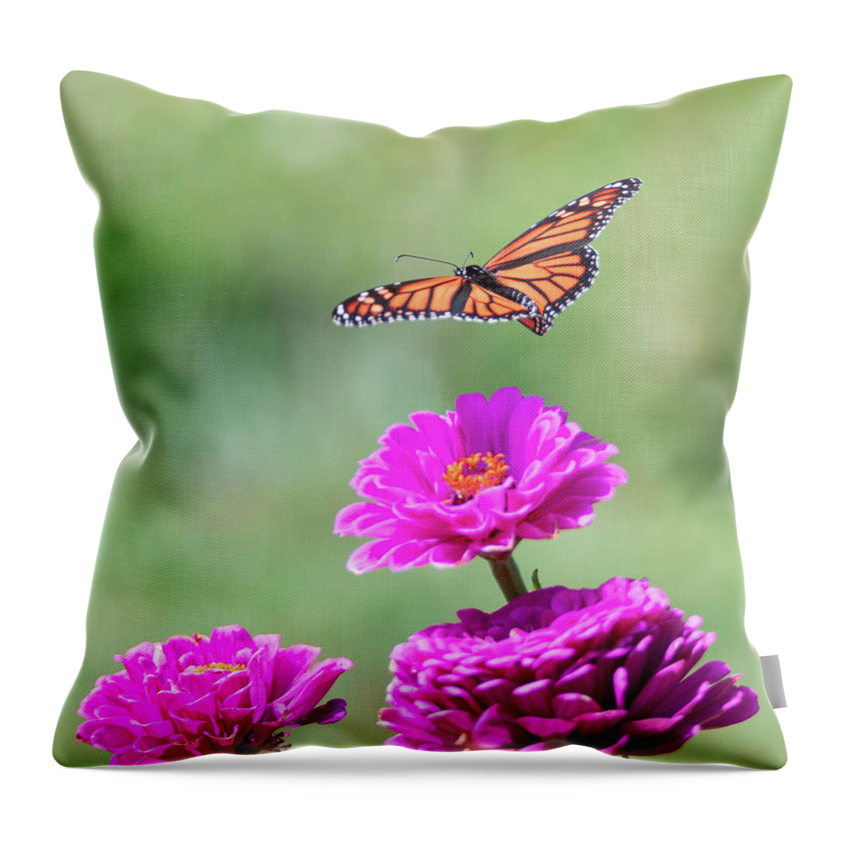 Butterfly Flying Flight Mid-air Mid Air Monarch Inset Butterflies Flowers Garden Botany Botanical Outside Outdoors Nature Natural Brian Hale Brianhalephoto Ma Mass Massachusetts Newengland New England U.s.a. Usa Throw Pillow featuring the photograph Monarch in Flight 2 by Brian Hale
