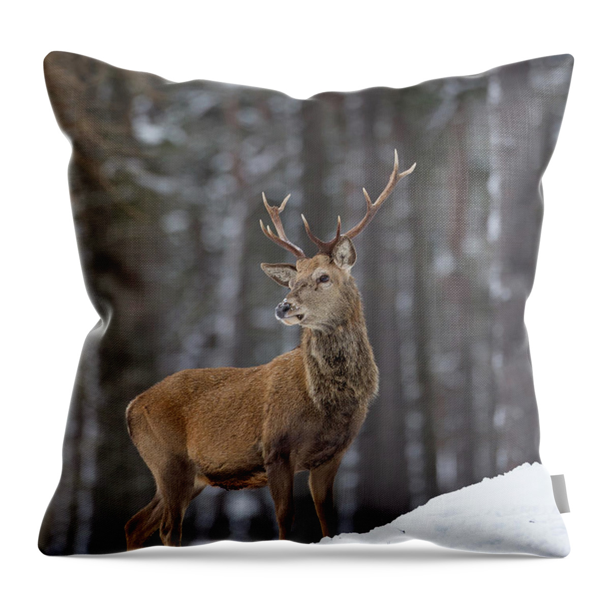 Red Throw Pillow featuring the photograph Monarch Of The Woods by Pete Walkden