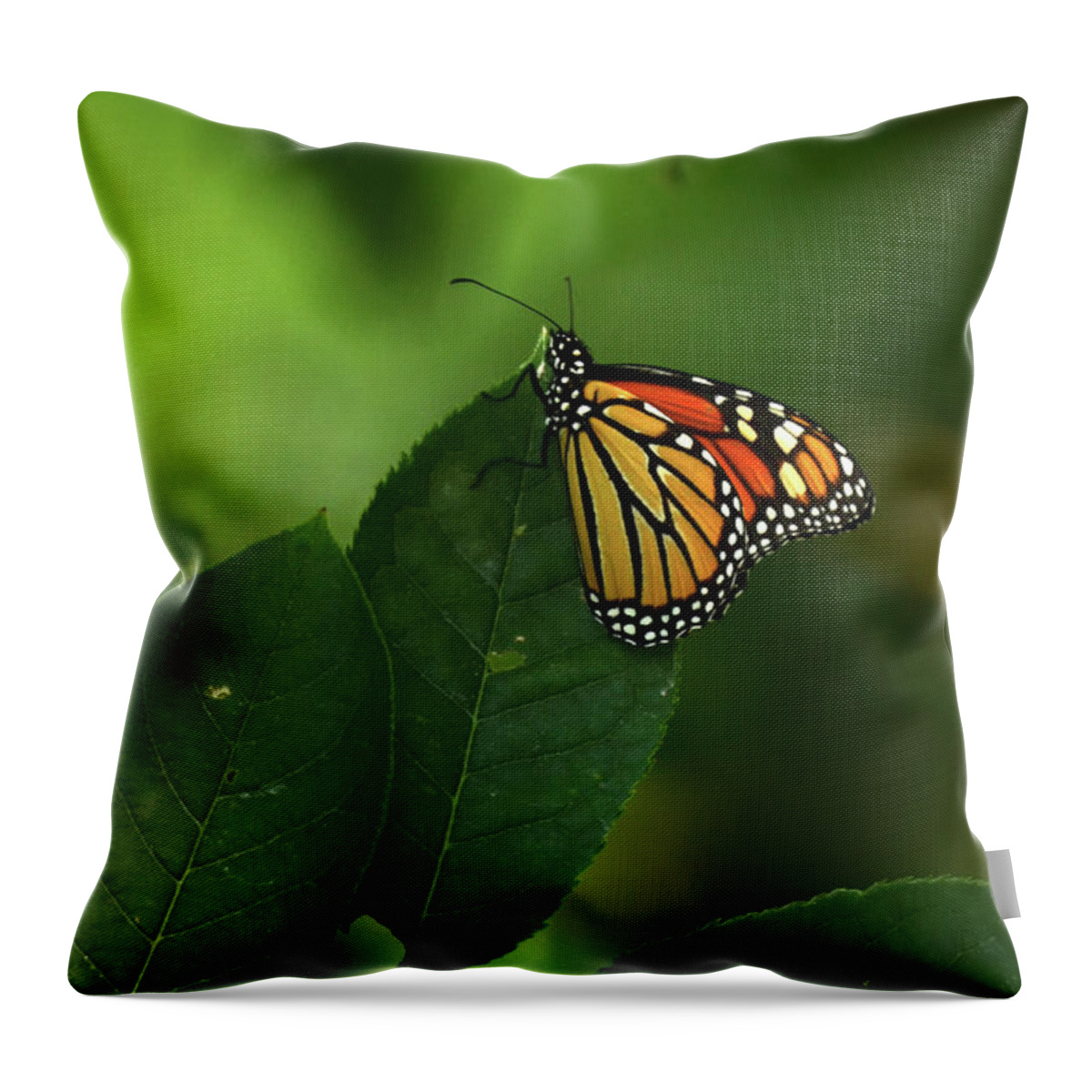 Flowers Throw Pillow featuring the photograph Monarch on Leaf by Ann Bridges