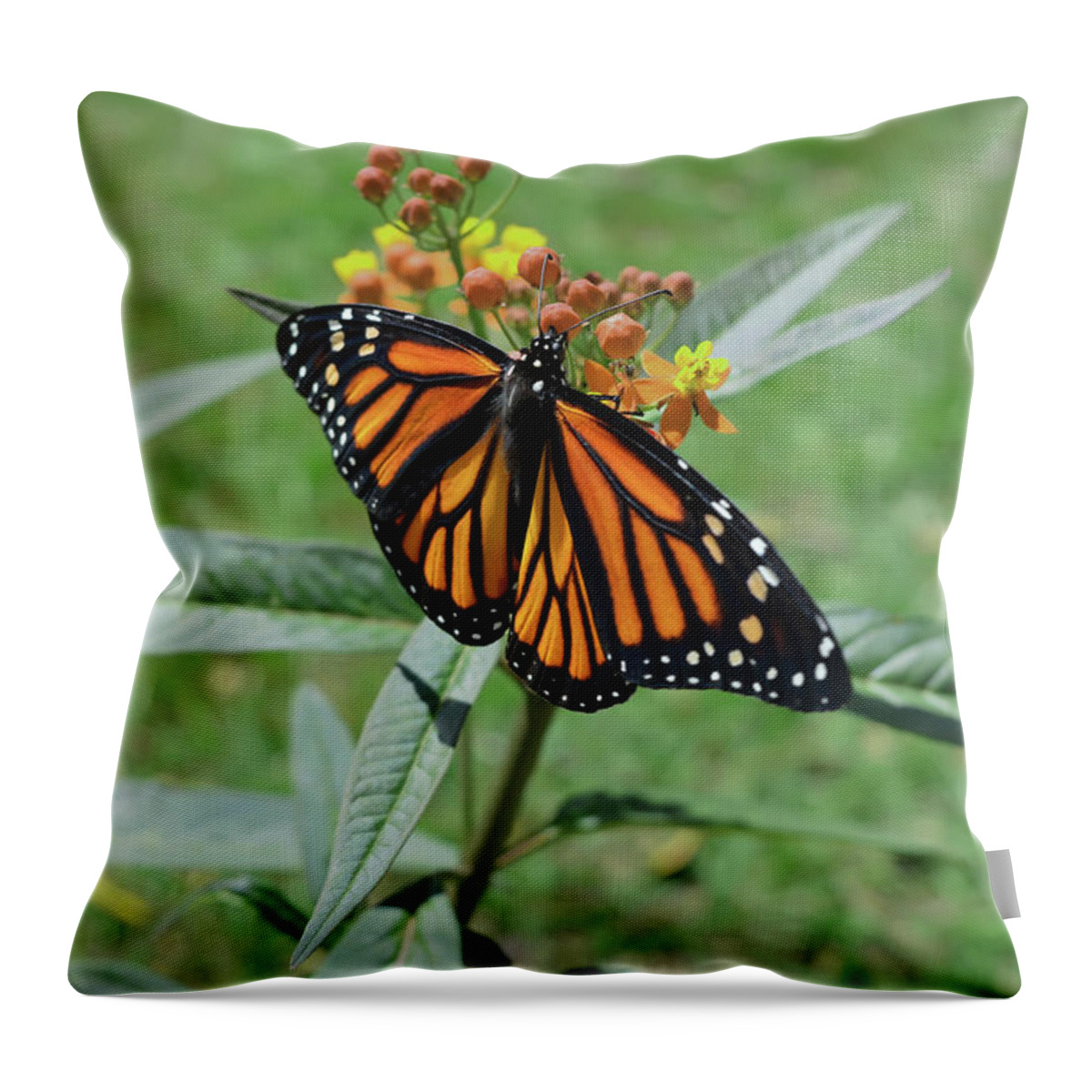 Butterfly Throw Pillow featuring the photograph Monarch on Milkweed by Aimee L Maher ALM GALLERY