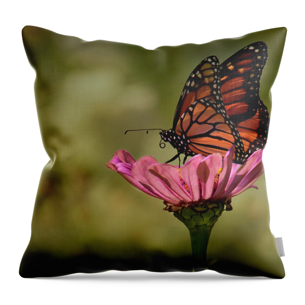 Antenna Throw Pillow featuring the photograph Monarch on Pink Zinnia by Ann Bridges