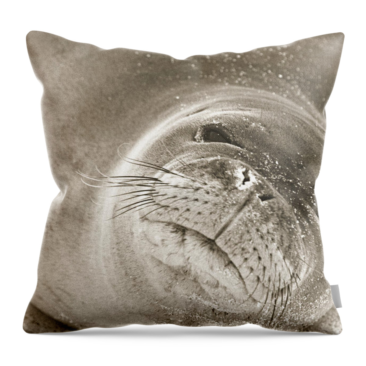 Hawaiian Monk Seal Throw Pillow featuring the photograph Monk Seal by Steven Sparks