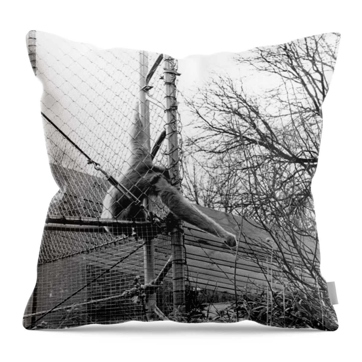 Monkey Throw Pillow featuring the photograph Monkey Grab by Joseph Caban