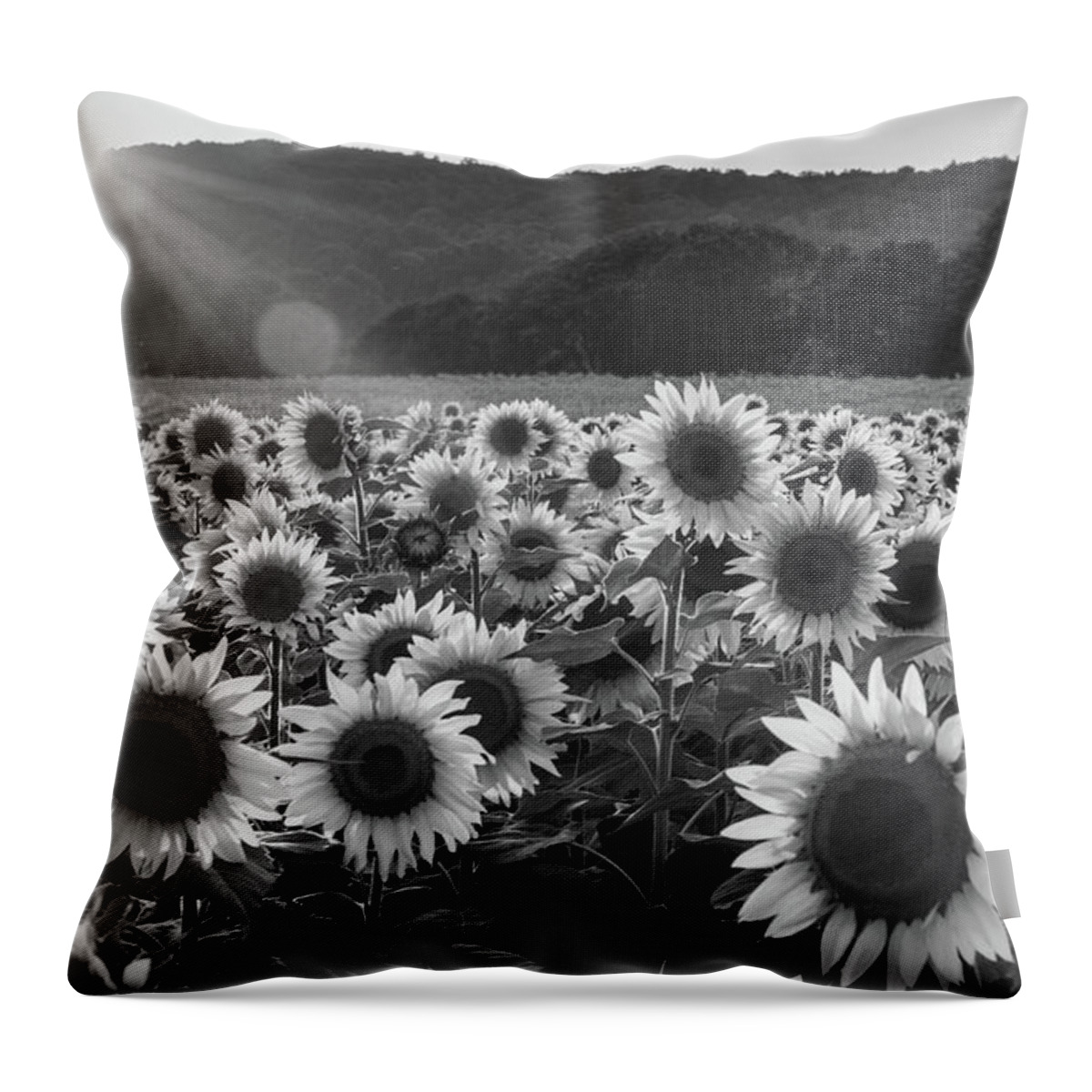 Donaldson Farms Throw Pillow featuring the photograph Monochrome Sunflowers by Kristopher Schoenleber