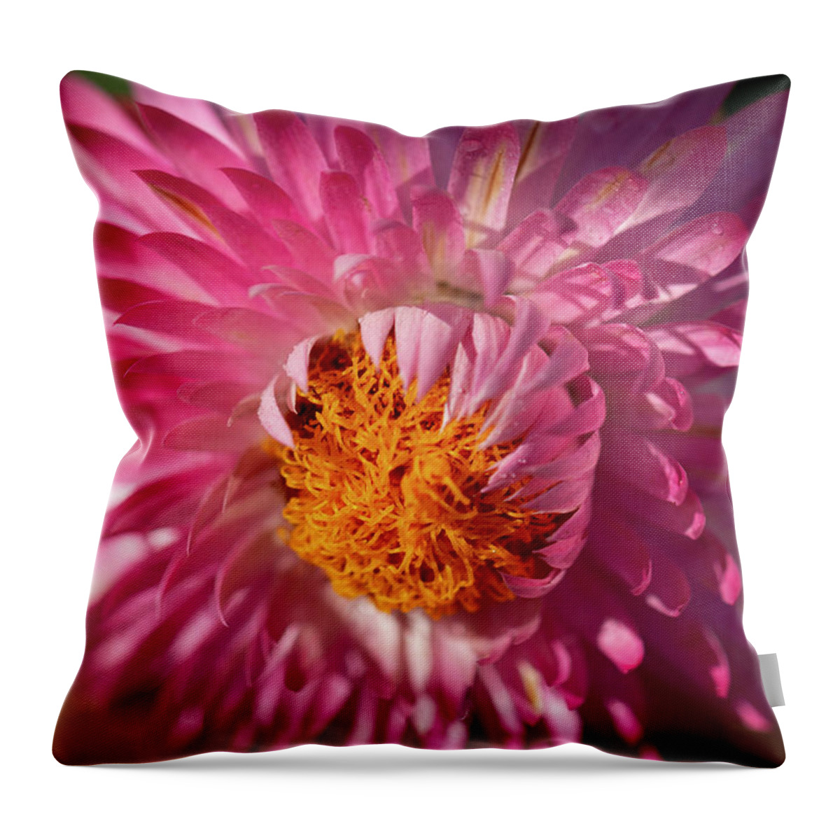 Flower Throw Pillow featuring the photograph Monster Rose by Carrie Hannigan