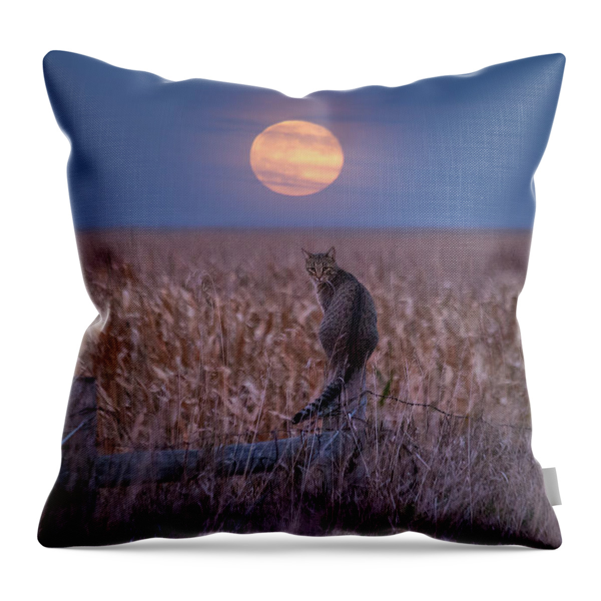 Moon Throw Pillow featuring the photograph Moon Kitty by Aaron J Groen