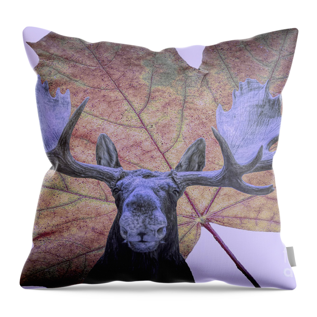 Animal Throw Pillow featuring the photograph Moonlit Moose by Ray Shiu