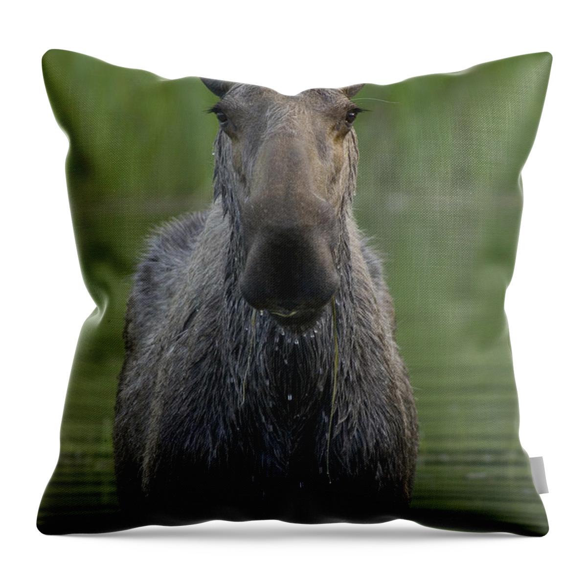 Mp Throw Pillow featuring the photograph Moose Alces Americanus Female, Chena by Michael Quinton