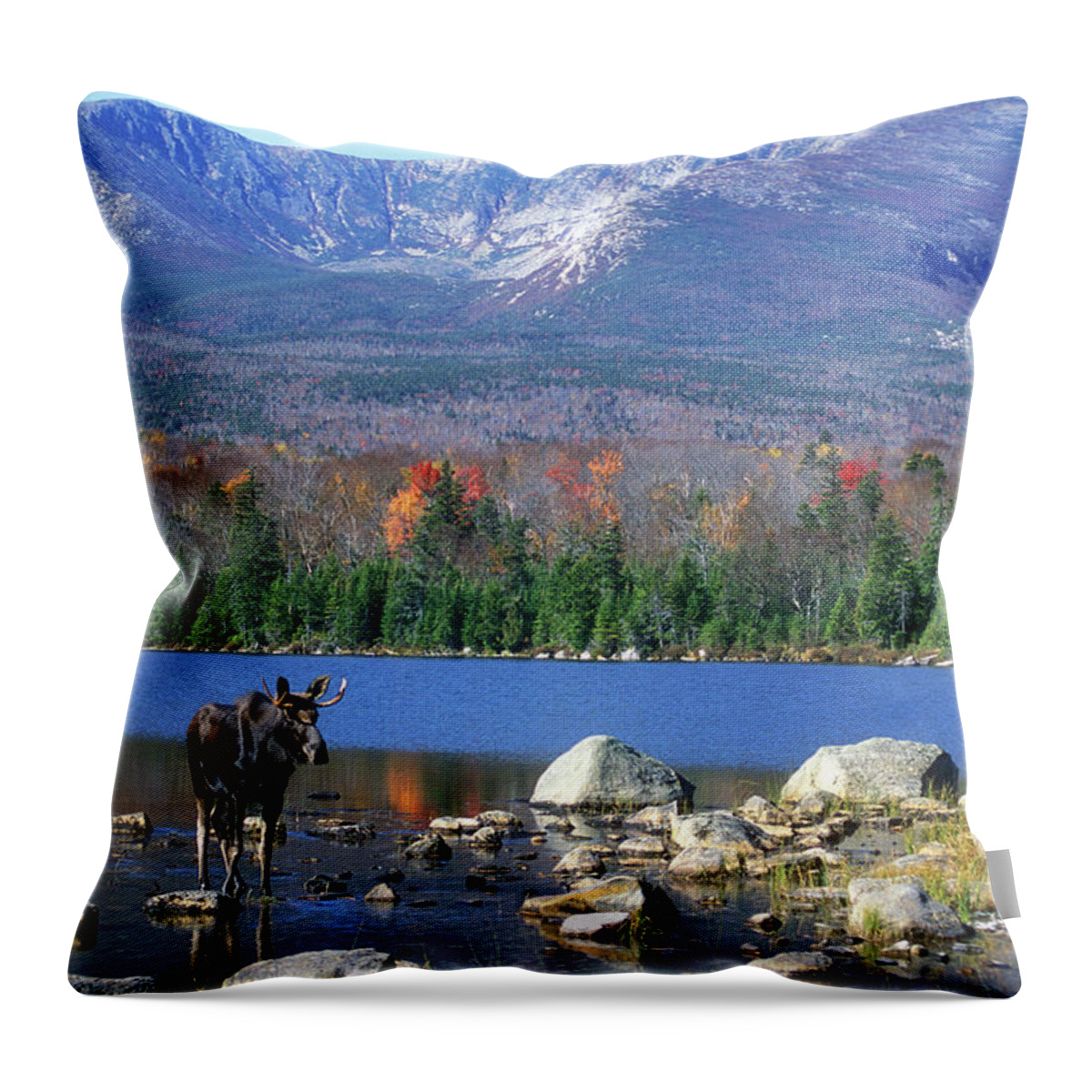 Moose Throw Pillow featuring the photograph Moose and Mount Katahdin by John Burk