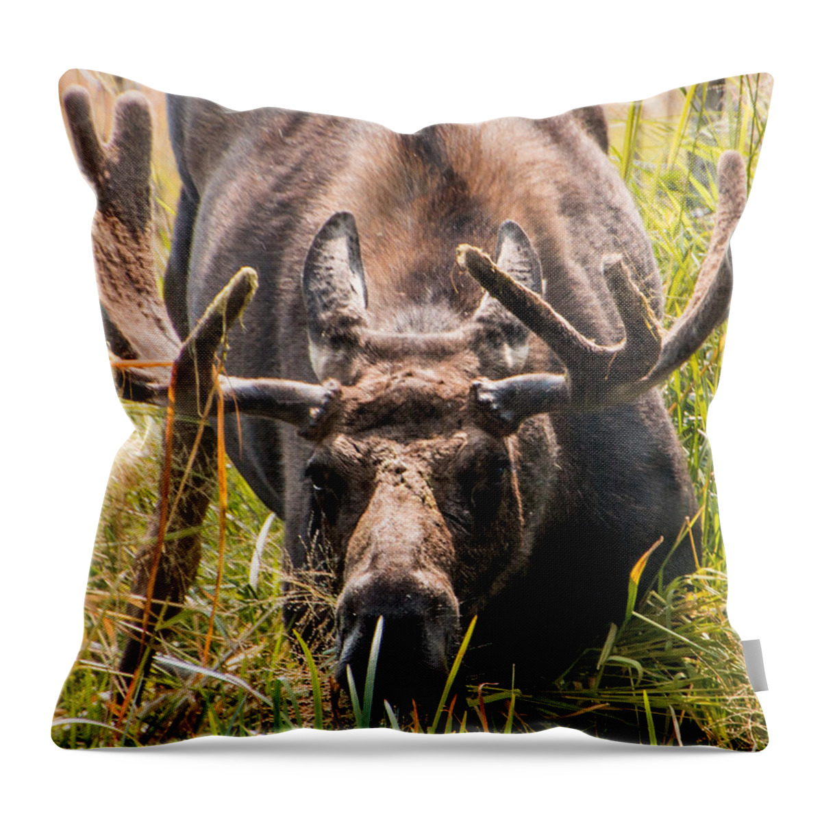 Moose Throw Pillow featuring the photograph Moose by Cathy Donohoue