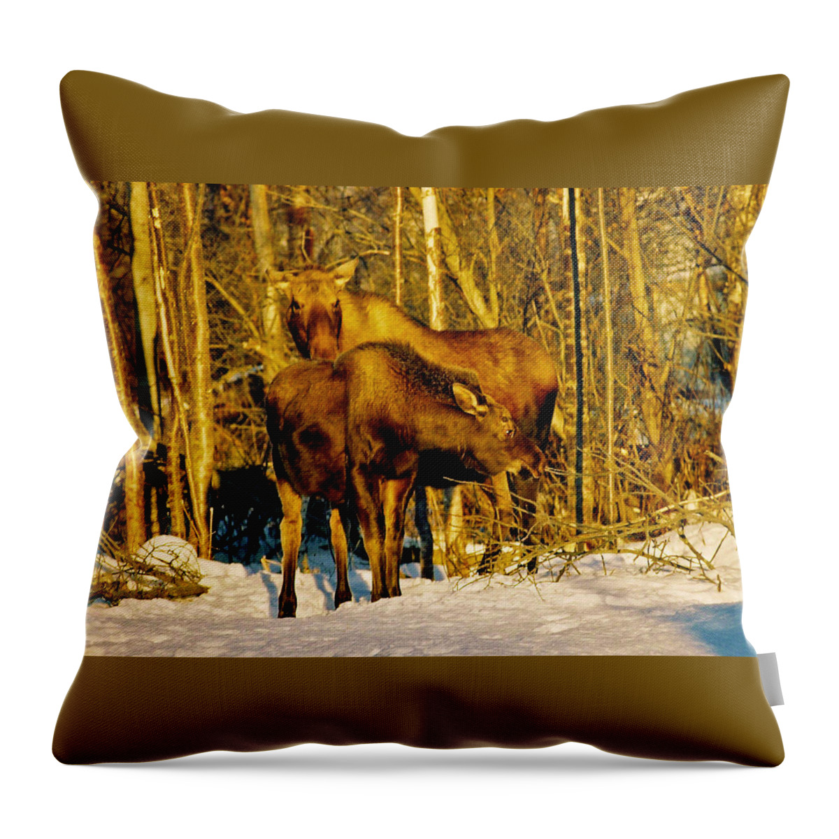 Morning Throw Pillow featuring the photograph Moose in the Morning by Juergen Weiss