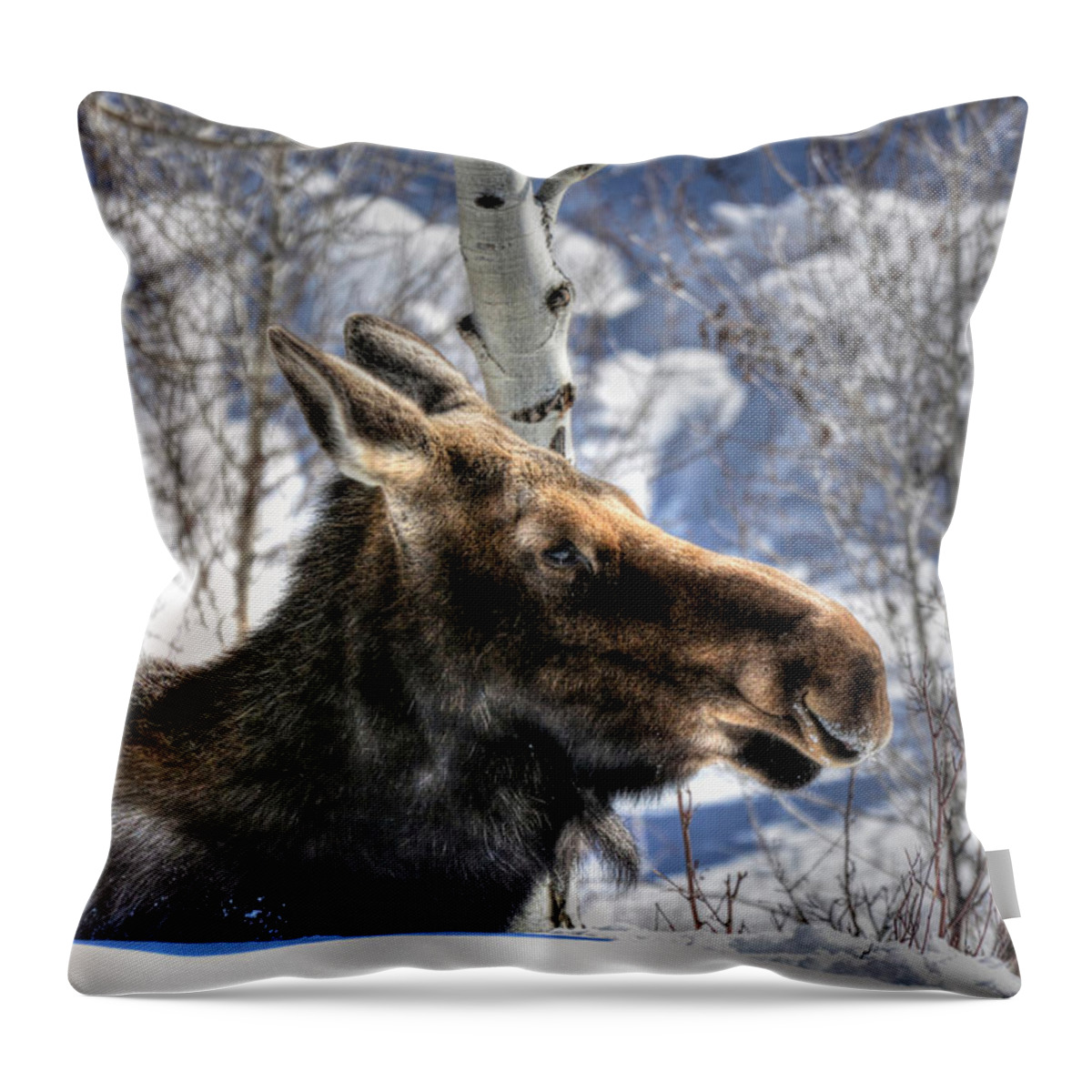 Moose Throw Pillow featuring the photograph Moose on the Loose by Don Mercer