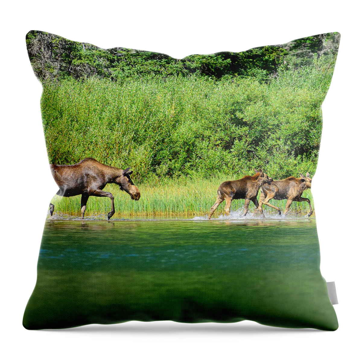 Moose Throw Pillow featuring the photograph Moose Play by Greg Norrell