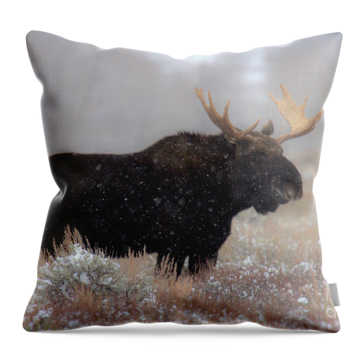 Moose Throw Pillow featuring the photograph Moose Winter Silhouette by Adam Jewell