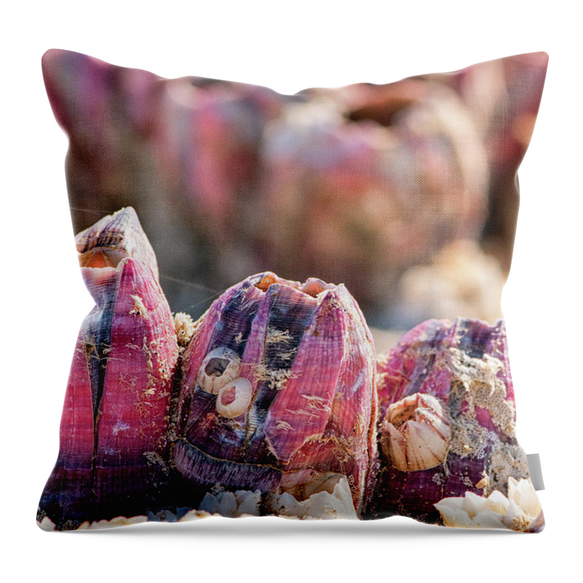 Barnacles Throw Pillow featuring the photograph More Barnacles by Victor Culpepper
