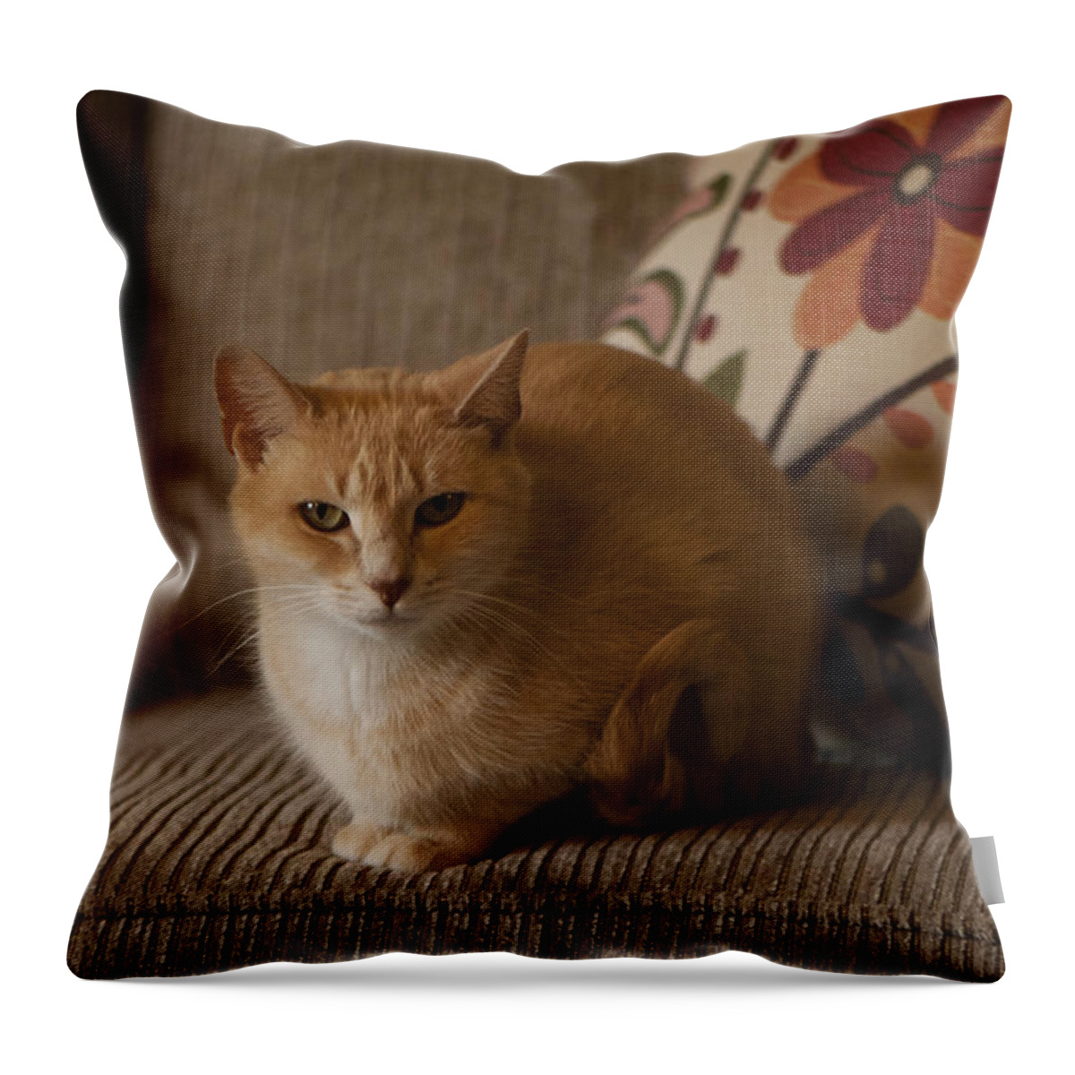 Animal Portraits Throw Pillow featuring the photograph Morning Angel by Brian Green