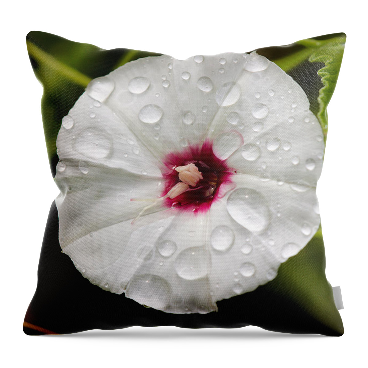 James Smullins Throw Pillow featuring the photograph Morning bath by James Smullins