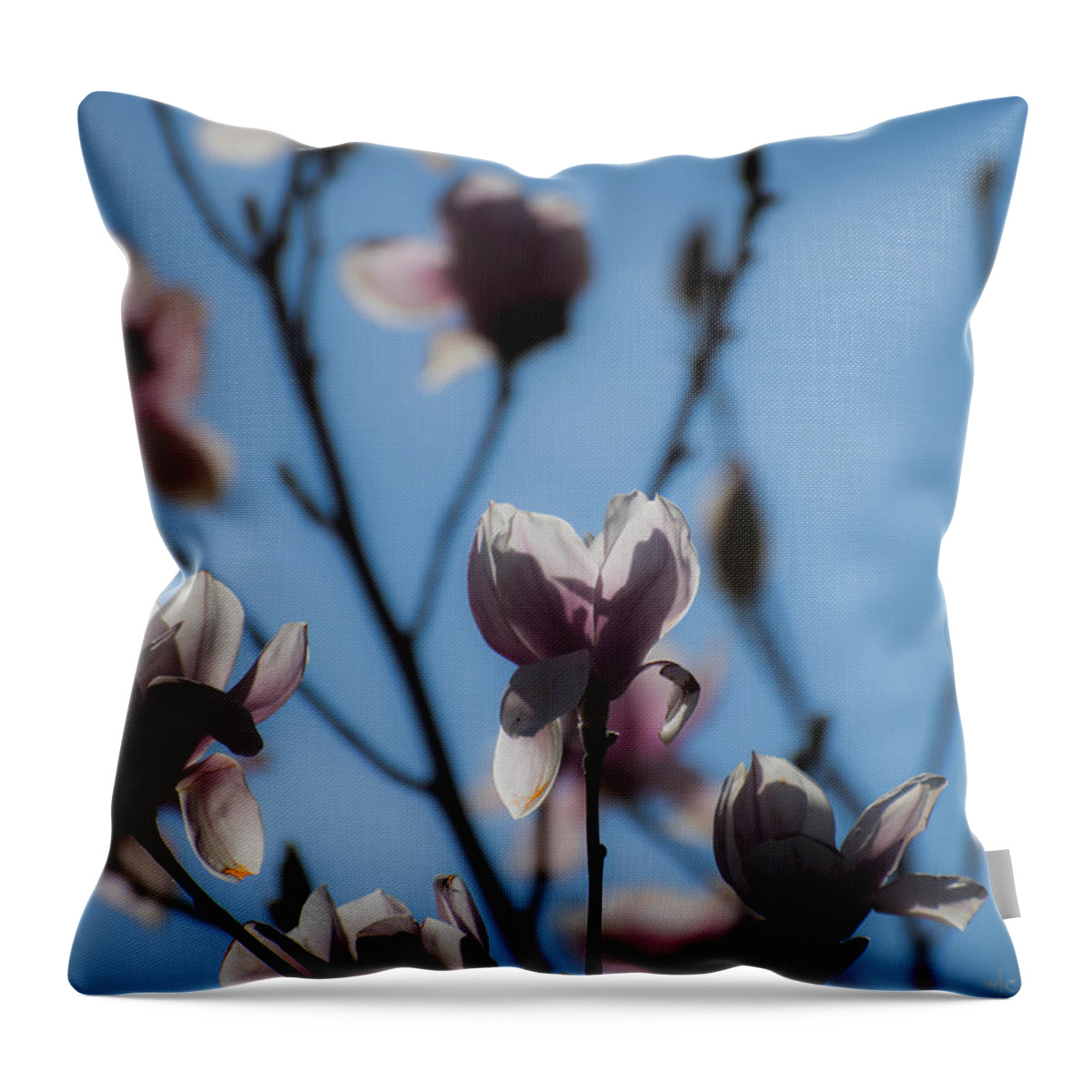 Flowers Throw Pillow featuring the photograph Morning Beauty by Wendy Carrington