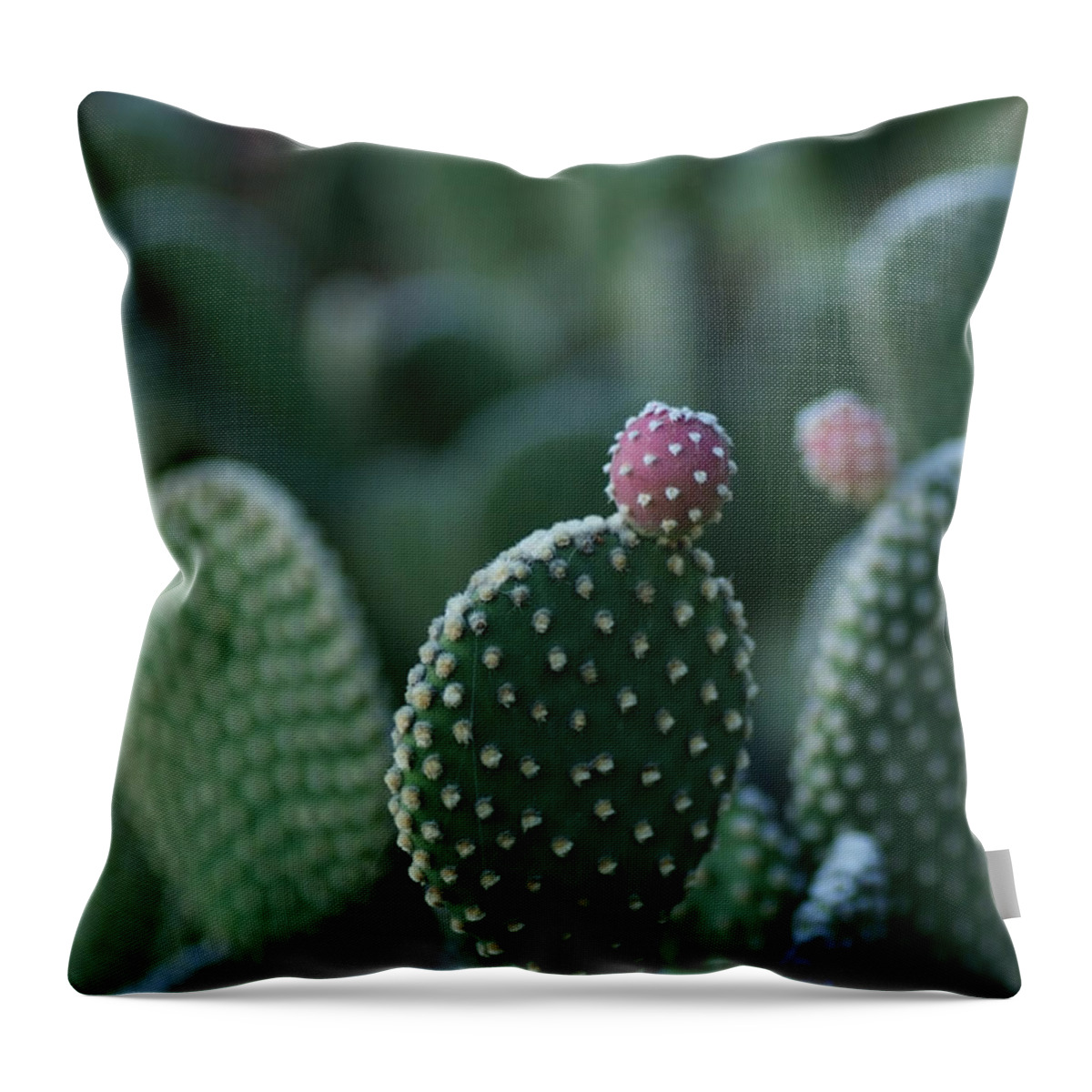 Cactus Throw Pillow featuring the photograph Morning Cactus by Michael McGowan