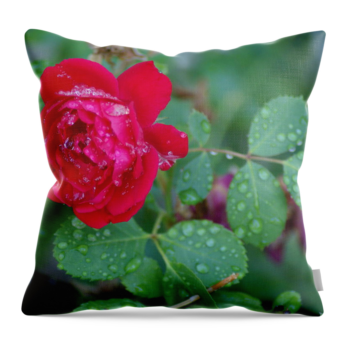 Flowers Throw Pillow featuring the photograph Morning Dew on a Rose by Ben Upham III