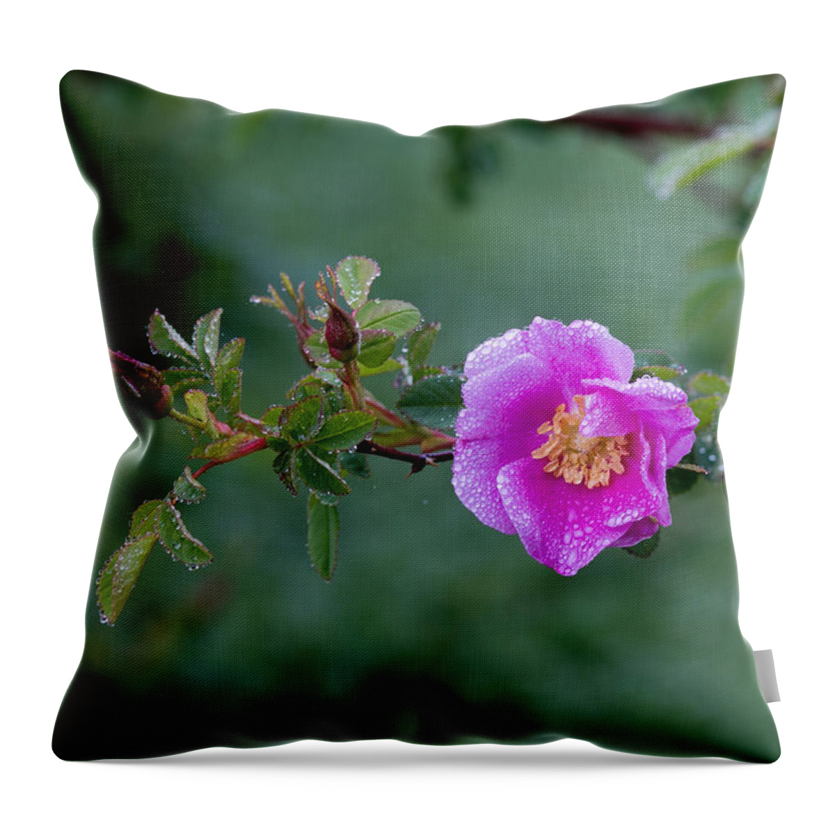 Rose; Floral; Blossoms; Bloom; Roses; Pink Rose; Pink Flowers; Flower; Morning Dew; Water Drops; Moisture; Throw Pillow featuring the photograph Morning Dew on Pink Rose by E Faithe Lester