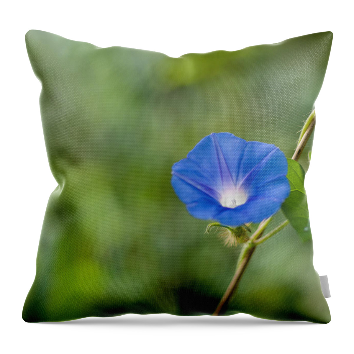 Da*55 1.4 Throw Pillow featuring the photograph Morning Glory by Lori Coleman