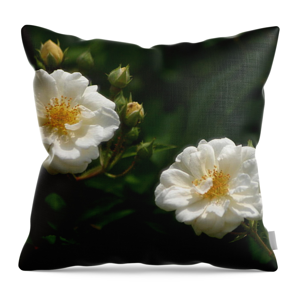 Roses Throw Pillow featuring the photograph Morning Mist by Living Color Photography Lorraine Lynch