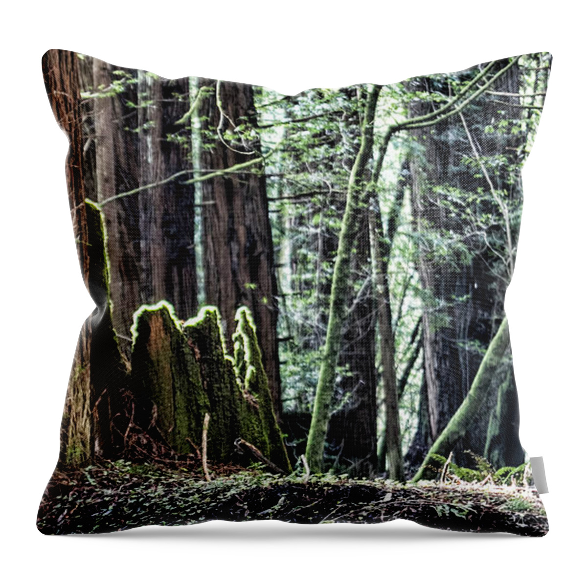 Redwoods Throw Pillow featuring the photograph Morning Redwoods by Shirley Mangini