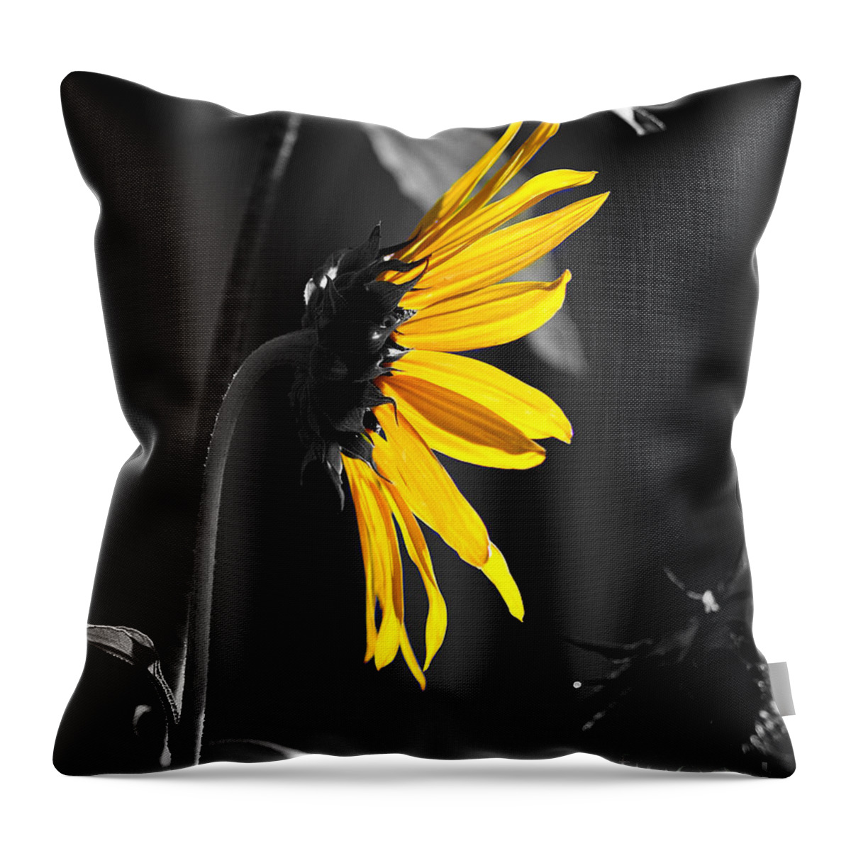 Clay Throw Pillow featuring the photograph Morning Sun by Clayton Bruster