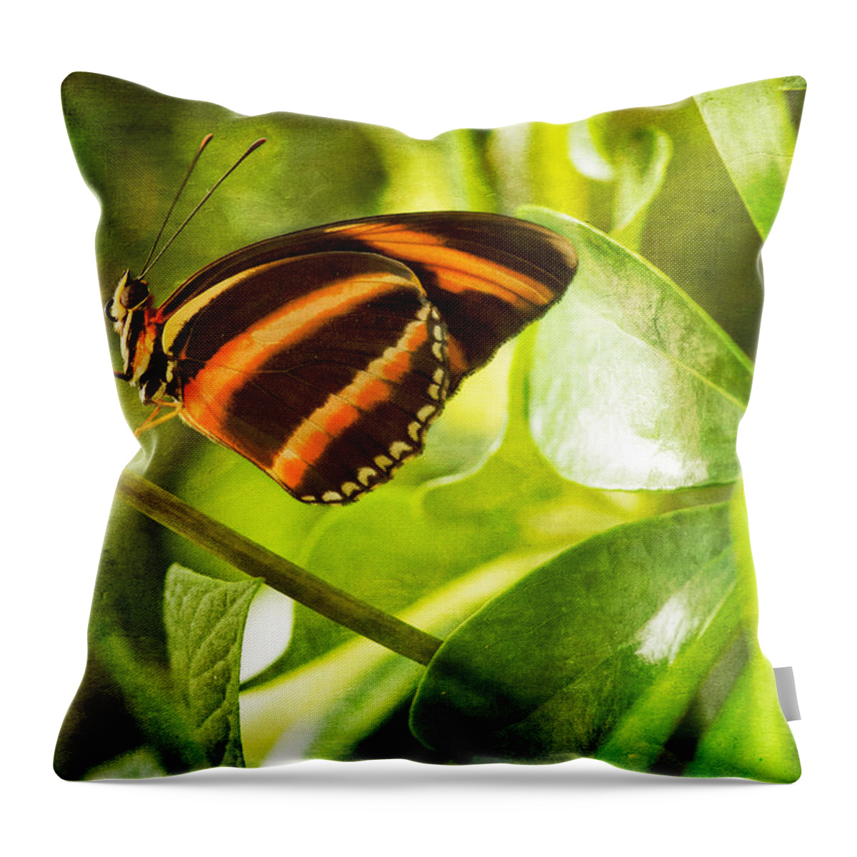 Butterfly Throw Pillow featuring the photograph Morning Sun by Elin Skov Vaeth