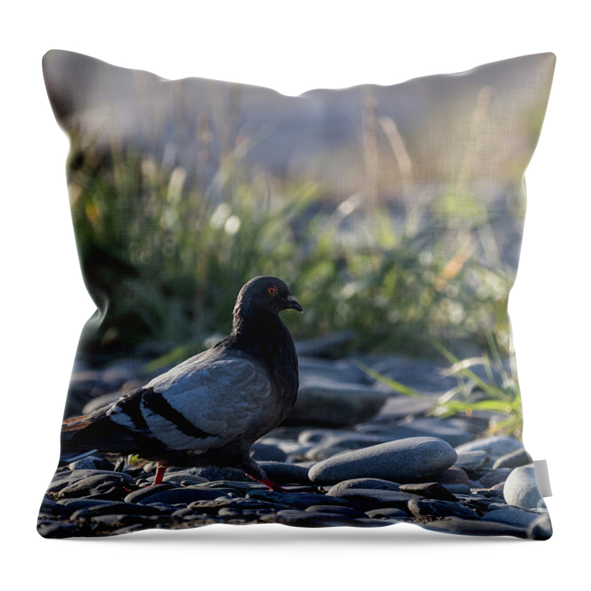 Rock Dove Throw Pillow featuring the photograph Morning Walk by Eva Lechner