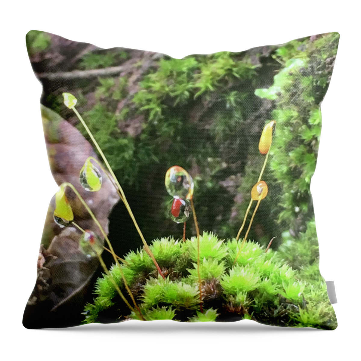 Kelly Hazel Throw Pillow featuring the photograph Moss and Dewdrops by Kelly Hazel
