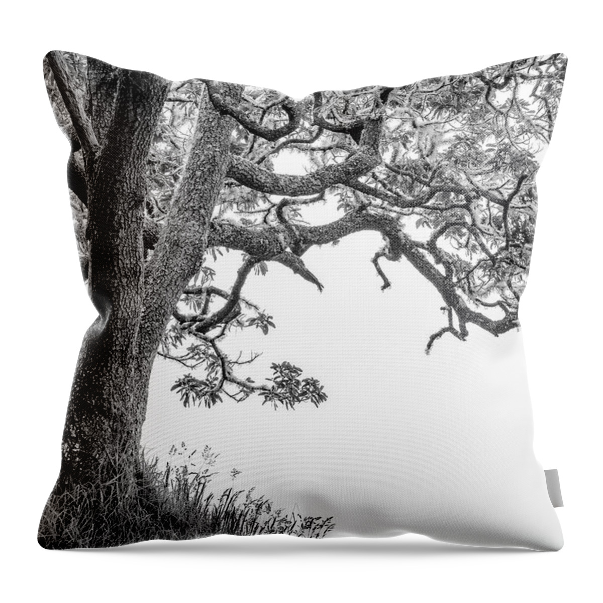 Mossy Tree Throw Pillow featuring the photograph Mossy Tree by Christopher Johnson