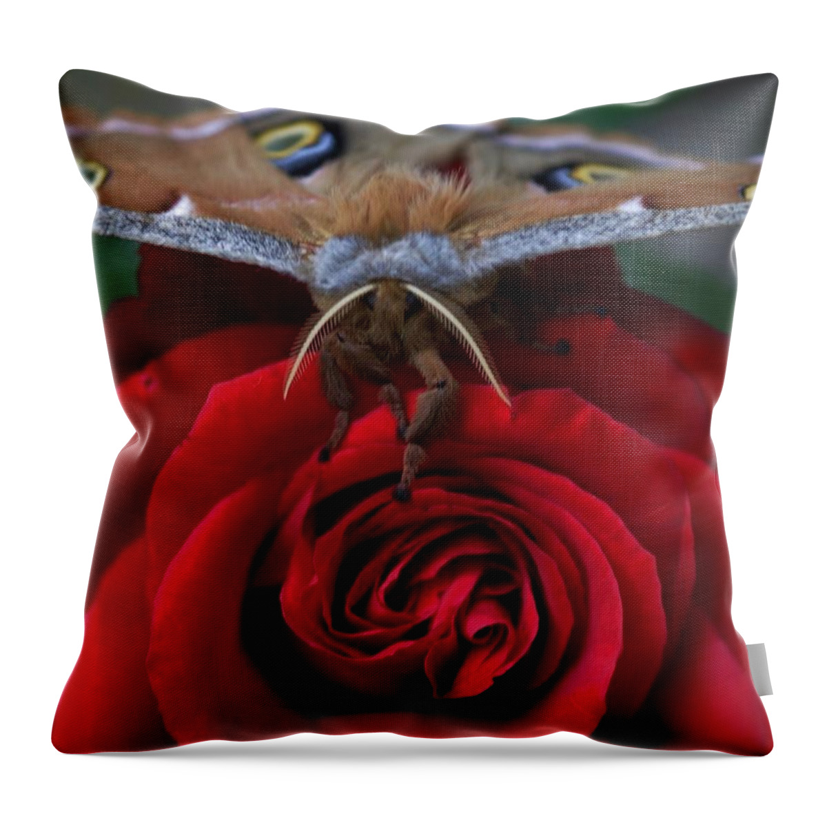 Nature Throw Pillow featuring the photograph Moth and the Rose by Charles Lucas