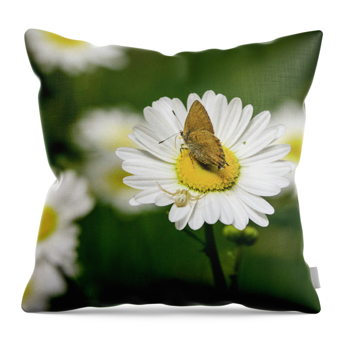 Moth Throw Pillow featuring the photograph Moth Meets Spider by Steph Gabler
