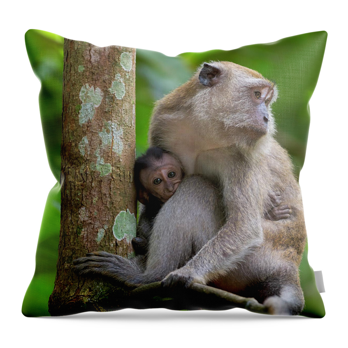 Monkey Throw Pillow featuring the photograph Mother and Baby Monkey by David Gn