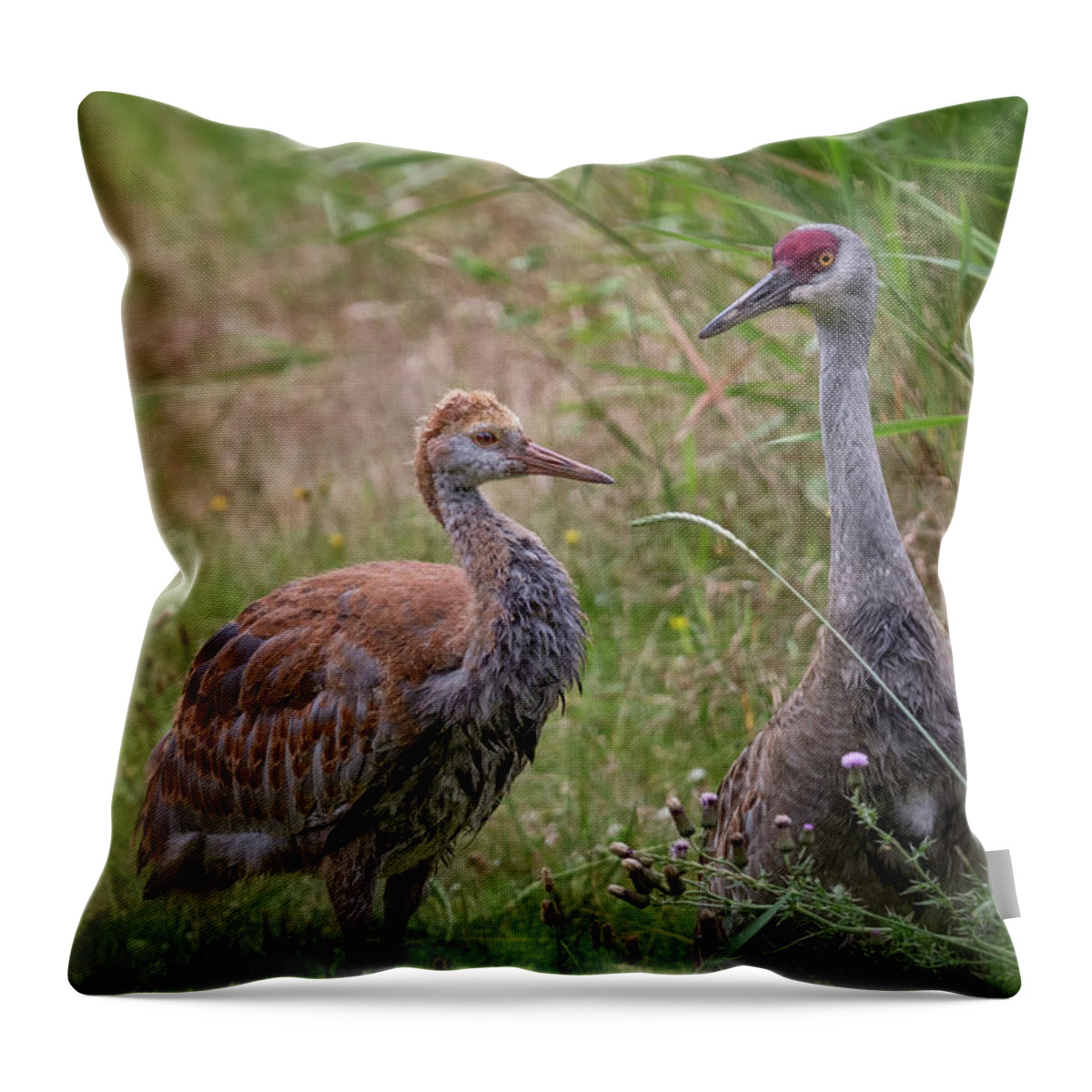 Sandhill Crane Throw Pillow featuring the photograph Mother And Child by Randy Hall
