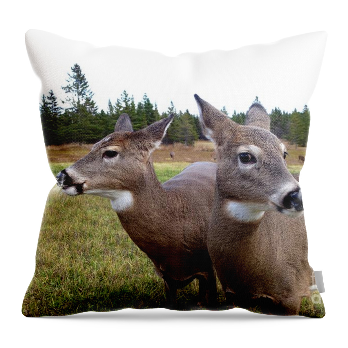 Deer Throw Pillow featuring the photograph Mother and Daughter by Sandra Updyke
