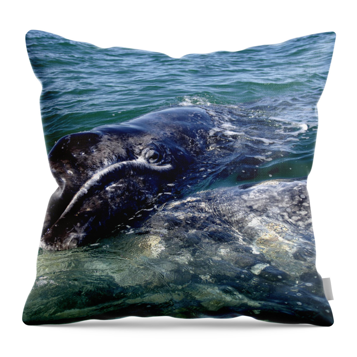 Grey Whale Throw Pillow featuring the photograph Mother Grey Whale and baby calf by David Shuler