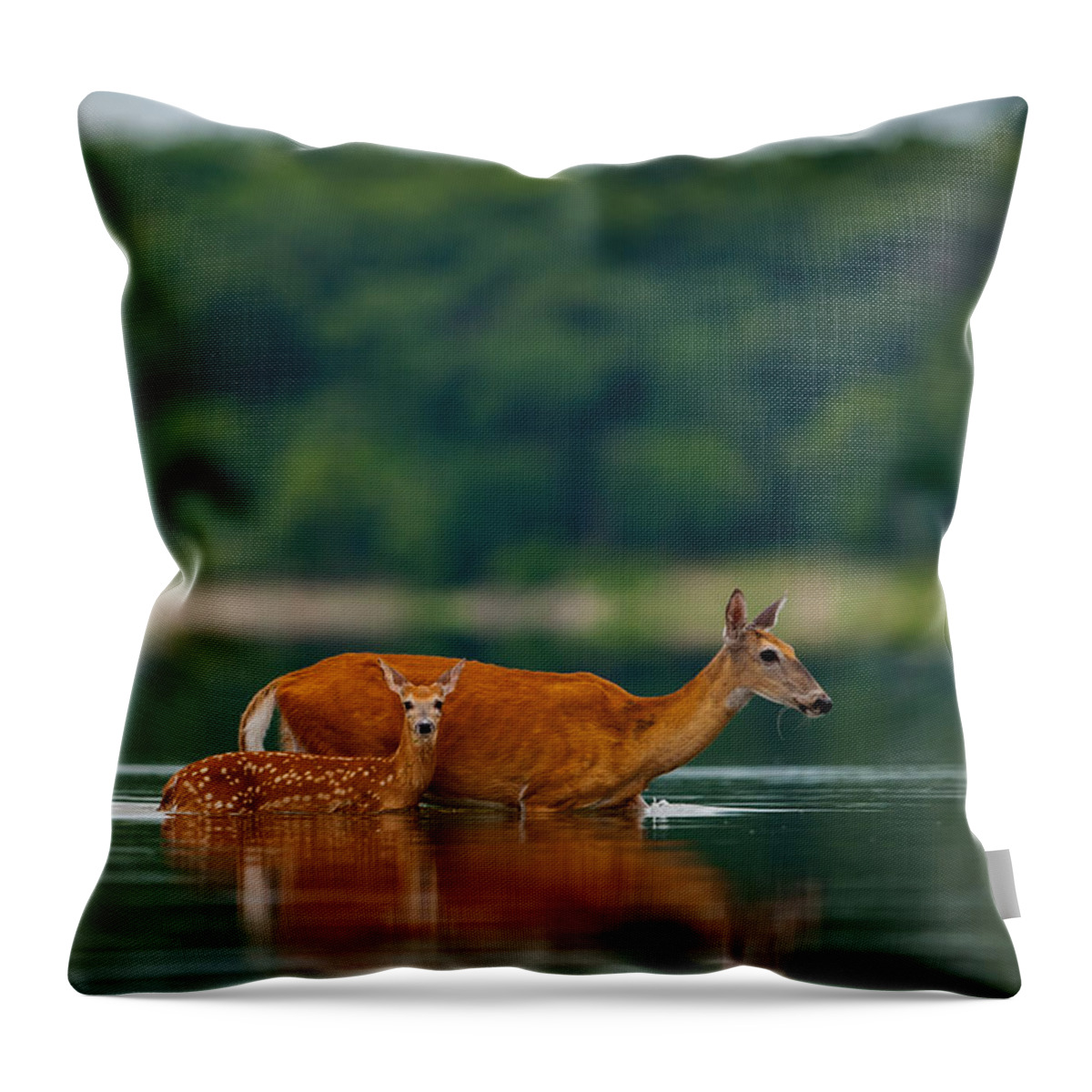 Nature Throw Pillow featuring the photograph Mother's Courage by Jeff Phillippi
