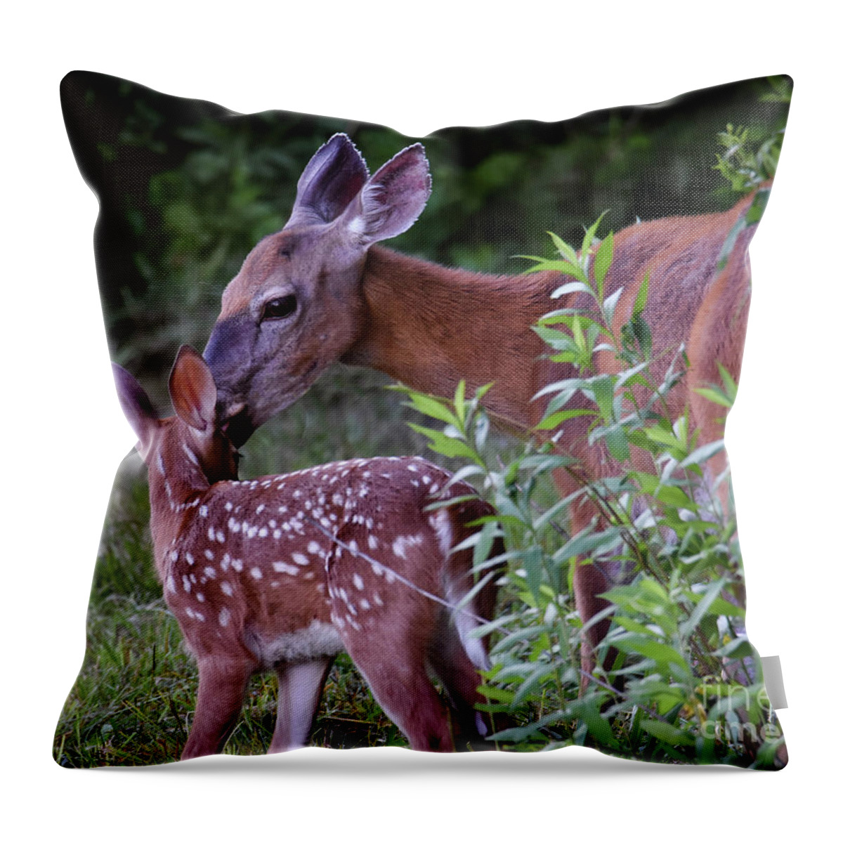 Odocoileus Virginianus Throw Pillow featuring the photograph Mother's Love by Amy Porter