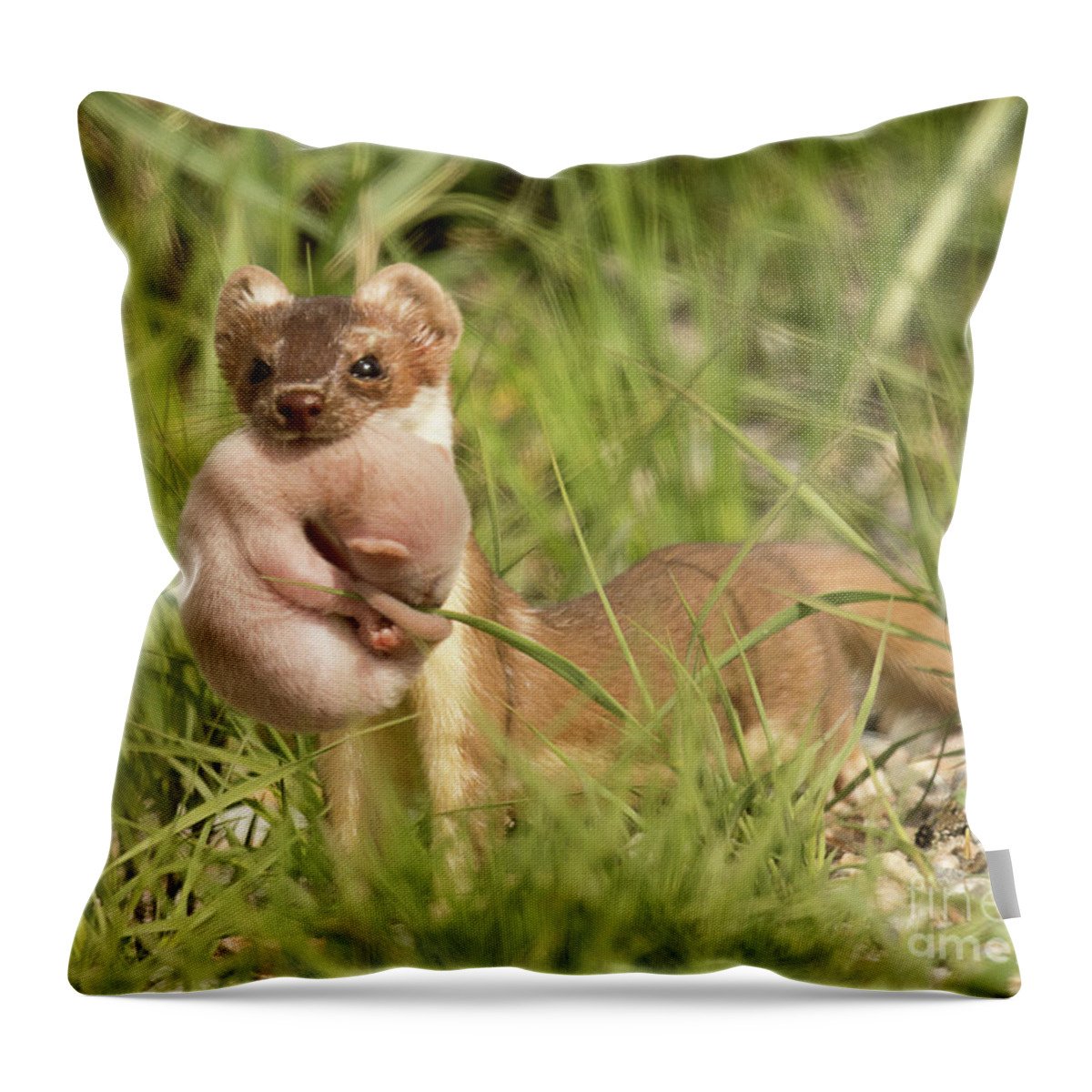 Mammal Throw Pillow featuring the photograph Mothers Love by Dennis Hammer