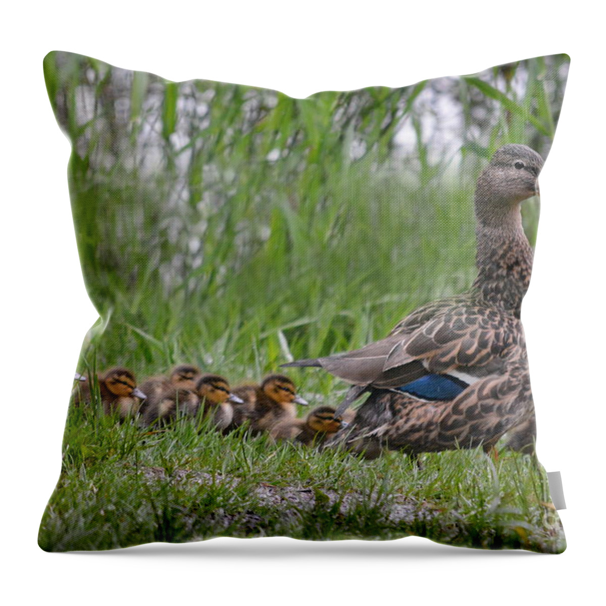 Duck Throw Pillow featuring the photograph Mother's March by Vivian Martin