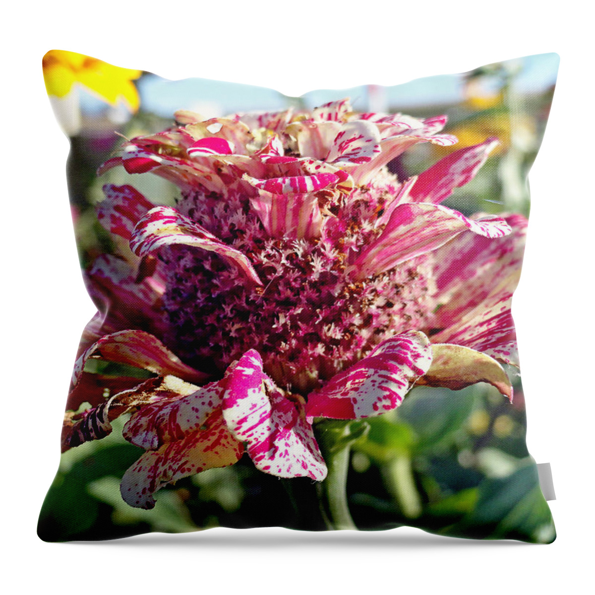 Mottled Pink Throw Pillow featuring the photograph Mottled Pink Cone Flower by Robert Meyers-Lussier