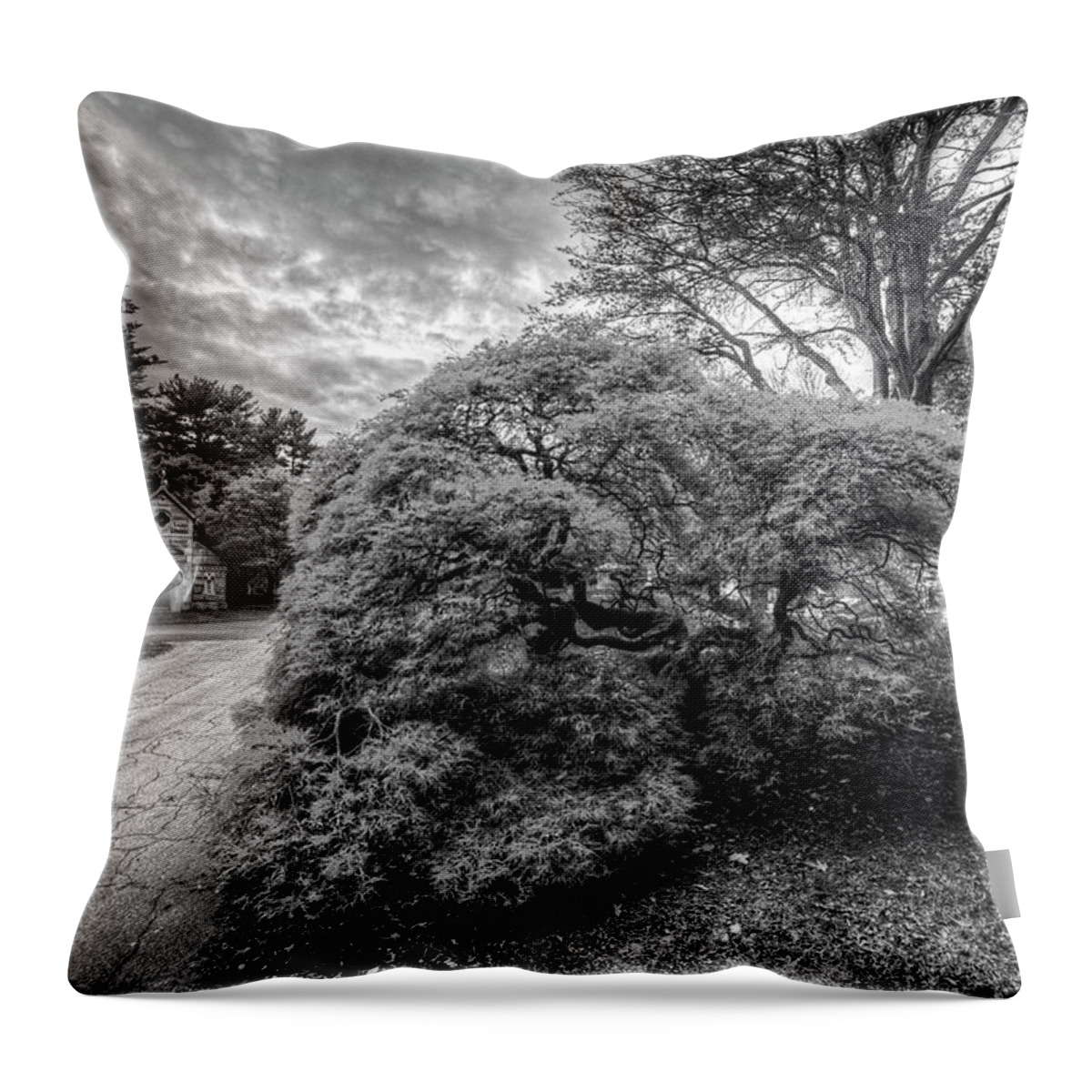 Mount Throw Pillow featuring the photograph Mount Auburn Cemetery Beautiful Japanese Maple Tree Orange Autumn Black and White by Toby McGuire