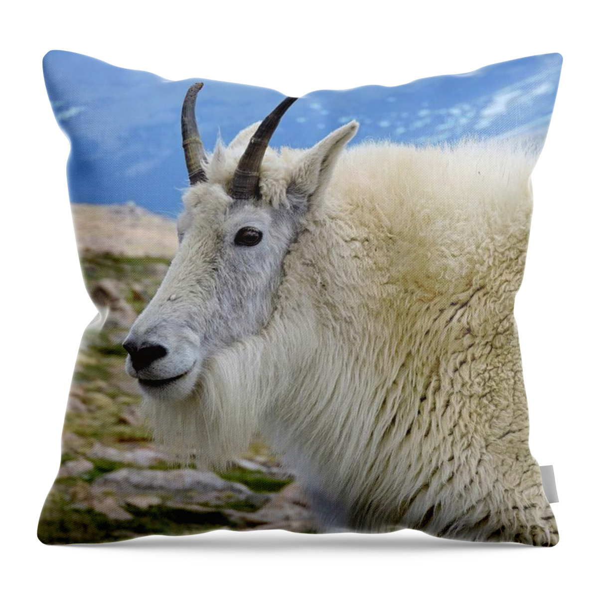 Mount Evans Throw Pillow featuring the photograph Mount Evans Billy by Connor Beekman