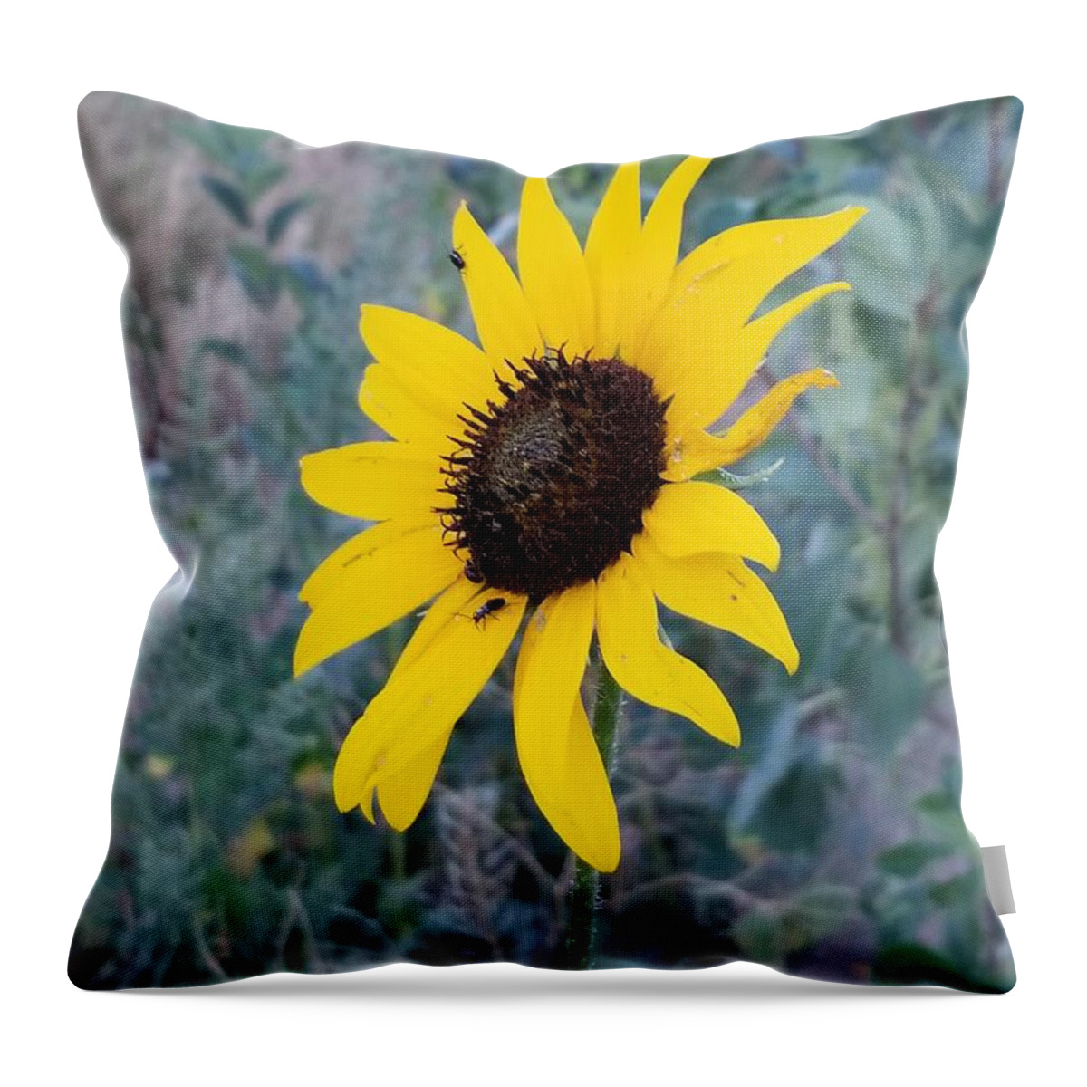 Beautiful Throw Pillow featuring the photograph Mountain Daisy by Rob Hans