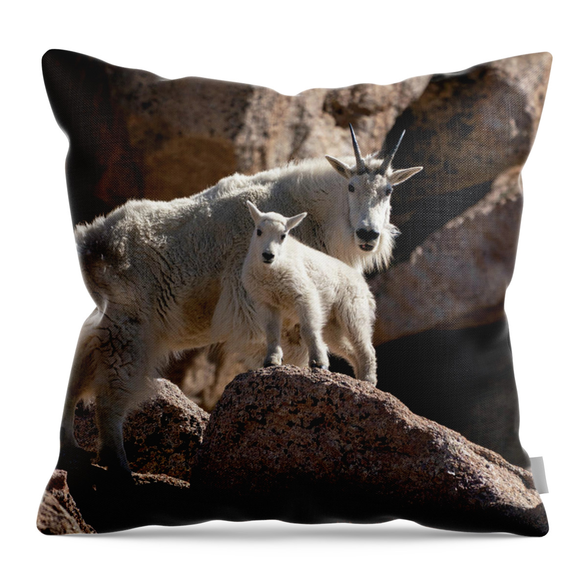 Mountain Goat Throw Pillow featuring the photograph Mountain Goat Mom to the Rescue by Judi Dressler